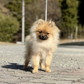 ポメラニアン【神奈川県・男の子・2025年5月5日・オレンジ】の写真「父JKCチャンピオンの可愛い男の子」