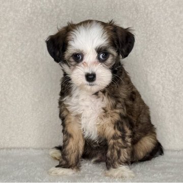 チャイニーズ・クレステッド・ドッグ【神奈川県・男の子・2025年10月12日・ブラウン&ホワイト】の写真「可愛い男の子」