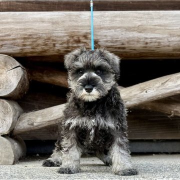 ミニチュアシュナウザー【神奈川県・男の子・2025年9月7日・ソルト&ペッパー】の写真「可愛い男の子」
