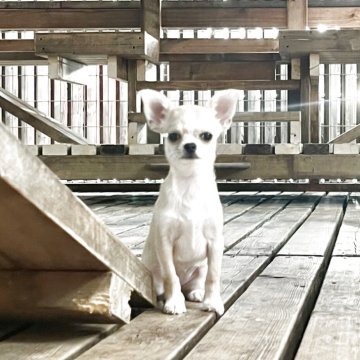 チワワ(スムース)【神奈川県・女の子・2025年3月4日・フォーン&ホワイト】の写真「小振りサイズの可愛い女の子」