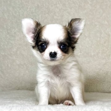 チワワ(ロング)【神奈川県・女の子・2025年3月25日・ホワイト&フォーン】の写真「父JKCチャンピオンの可愛い女の子」