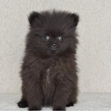 ポメラニアン【神奈川県・女の子・2025年9月19日・ブラック】の写真「父JKCチャンピオンの可愛い女の子」