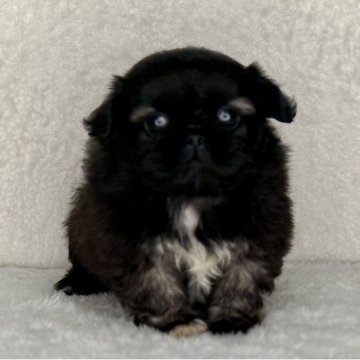 ペキニーズ【神奈川県・男の子・2025年10月1日・フォーン&ホワイト】の写真「可愛い男の子」