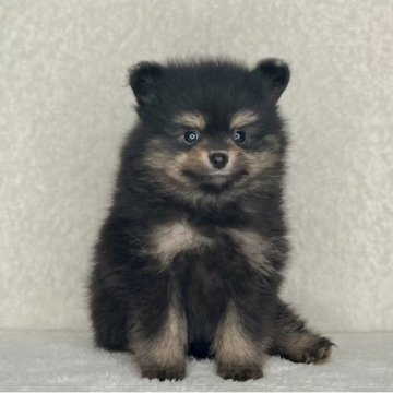 ポメラニアン【神奈川県・男の子・2025年10月25日・ブラック&タン】の写真「可愛い男の子」