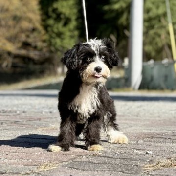 チャイニーズ・クレステッド・ドッグ【神奈川県・女の子・2025年7月29日・ブラック&ホワイト】の写真「可愛い女の子」