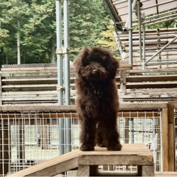 トイプードル(トイ)【神奈川県・男の子・2025年6月19日・ブラウン】の写真「大きめサイズのとてもヤンチャな男の子」