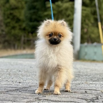 ポメラニアン【神奈川県・男の子・2025年5月5日・オレンジ】の写真「父JKCチャンピオンの可愛い男の子」