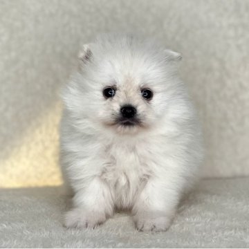 ポメラニアン【神奈川県・男の子・2025年11月6日・ホワイト】の写真「可愛い男の子」