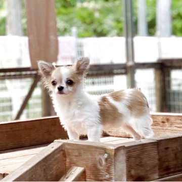 チワワ(ロング)【神奈川県・男の子・2024年12月23日・パーティ】の写真「生後130日で1.3kg。父JKC.CH」