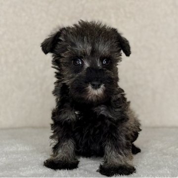 ミニチュアシュナウザー【神奈川県・女の子・2025年10月30日・ソルト&ペッパー】の写真「可愛い女の子」