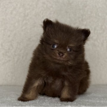 ポメラニアン【神奈川県・男の子・2025年9月19日・チョコレート&タン】の写真「父JKCチャンピオンの可愛い男の子」