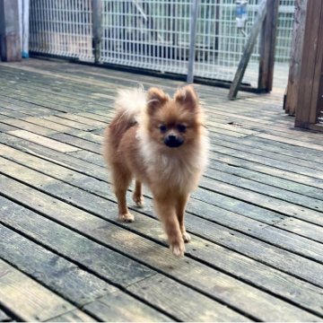 ポメラニアン【神奈川県・男の子・2025年4月17日・オレンジ】の写真「父JKCチャンピオンの可愛い男の子」