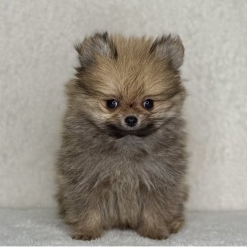 ポメラニアン【神奈川県・男の子・2025年9月20日・オレンジ】の写真「可愛い男の子」