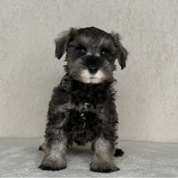 ミニチュアシュナウザー【神奈川県・男の子・2025年9月7日・ソルト&ペッパー】の写真「可愛い男の子」