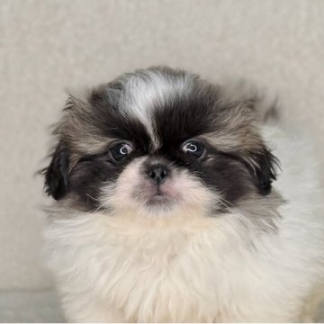 ペキニーズ【神奈川県・女の子・2025年10月1日・パーティ】の写真「可愛い女の子」