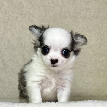 チワワ(ロング)【神奈川県・男の子・2024年12月23日・パーティ】の写真「父JKCチャンピオンの可愛い男の子」