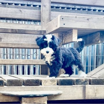 チャイニーズ・クレステッド・ドッグ【神奈川県・女の子・2025年7月29日・ブラック&ホワイト】の写真「可愛い女の子」