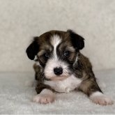 チャイニーズ・クレステッド・ドッグ