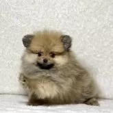 ポメラニアン