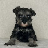 ミニチュアシュナウザー