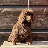 トイプードル(トイ)