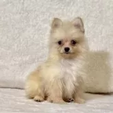 ポメラニアン