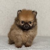 ポメラニアン
