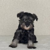 ミニチュアシュナウザー