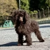 トイプードル(トイ)