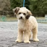 チャイニーズ・クレステッド・ドッグ