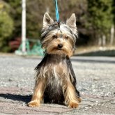 ヨークシャーテリア