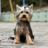 ヨークシャーテリア