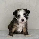 チャイニーズ・クレステッド・ドッグ