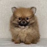 ポメラニアン