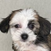 チャイニーズ・クレステッド・ドッグ