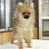 ポメラニアン