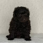 トイプードル(トイ)