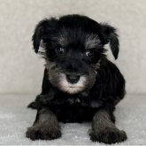 ミニチュアシュナウザー