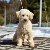 トイプードル(トイ)