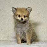 ポメラニアン