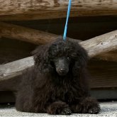 トイプードル(トイ)