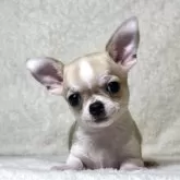 チワワ(スムース)【神奈川県・女の子・2025年4月24日・フォーン&ホワイト】の写真1