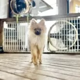 ポメラニアン