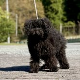 トイプードル(トイ)