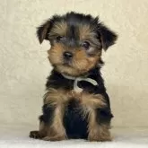 ヨークシャーテリア【神奈川県・男の子・2024年12月9日・スティールブルー&タン】の写真1