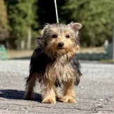 ヨークシャーテリア