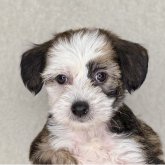 チャイニーズ・クレステッド・ドッグ