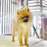 ポメラニアン