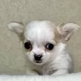 チワワ(ロング)【神奈川県・男の子・2024年12月23日・パーティ】の写真1