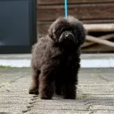 トイプードル(トイ)